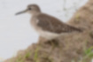 Picture of Wood Sandpiper1｜There is a pattern on the wing.