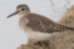 Picture of Wood Sandpiper3｜Eyebrows extend behind the eyes.