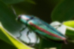 Picture of two-striped green buprestid1｜Metallic green.