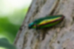 Free images of two-striped green buprestid｜「The luster can sometimes appear yellowish.」