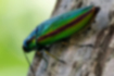 Free images of two-striped green buprestid｜「A pair of red to brown stripes run along it.」