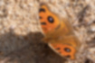 タテハモドキの写真1｜翅の表面には目玉模様を持ちます。