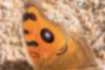 タテハモドキの写真3｜目玉模様は黒く縁取られています。