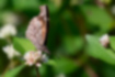 テングチョウの写真4｜翅の裏側は地味な色をしています。