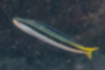 テンクロスジギンポの写真2｜尾鰭にかけて水色から黄色のグラデーションです。