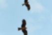 トビの写真2｜羽ばたかずに上空を旋回します。