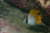 トゲチョウチョウウオの写真2｜背鰭〜尾鰭にかけて鮮やかな黄色です。