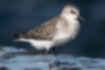 Picture of Red-necked Stint1｜The back is brown feathers.