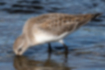 Free images of Red-necked Stint｜「It puts its beak in the water to feed.」