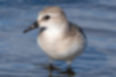 Picture of Red-necked Stint3｜The belly is white.