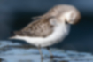 Free images of Red-necked Stint｜「It was grooming its feathers.」