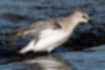 Free images of Red-necked Stint｜「It has just flown over.」