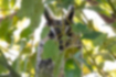 トラフズクの写真3｜羽角を立てています。