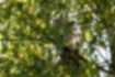 トラフズクの写真4｜太陽を背にして枝にとまっています。
