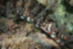トラウツボの写真2｜褐色の体に白い斑点が散ります。