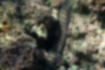 トラウツボの写真4｜ウツボより暗い色をしています。