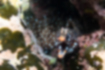 トラウツボの写真5｜岩の間から顔を出していました。