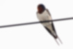 Picture of Barn Swallow1｜Characterized by a dark red throat.