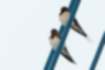 Free images of Barn Swallow｜「They are acting in pairs.」