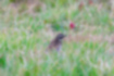 ツグミの写真2｜背の低い草地で見かけます。