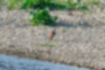 ツグミの写真4｜河原でも見かけます。