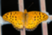 ツマグロヒョウモン | 豹柄と後翅の端が黒いのが特徴です。