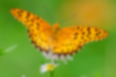 ツマグロヒョウモンの写真4｜前翅の先までオレンジのオスです。