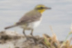 Picture of Yellow wagtail3｜Feet are lead colored.