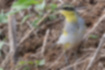 Picture of Yellow wagtail4｜The area around the chest is slightly darkened.