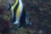 ツノダシの写真2｜黒、白、黄色をしています。