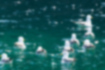 ウミネコの写真4｜海面で休んでいます。