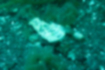 ウミテングの写真2｜白と褐色で砂地に馴染みます。