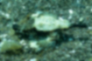 ウミテングの写真4｜尾鰭や胸鰭は半透明です。