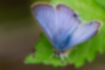 ウラナミシジミの写真1｜光沢のある青紫のオスです。
