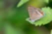ウラナミシジミの写真2｜白い波模様と後翅の尾状突起が特徴です。