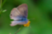 ウラナミシジミの写真3｜翅がボロボロになっています。