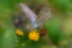 ウラナミシジミの写真4｜オナモミの花にとまっていました。