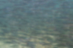 ウルメイワシの写真2｜水面近くを群で泳いでいました。