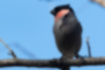 Picture of Eurasian Bullfinch1｜It is crimson from the cheeks to the throat.