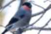 Picture of Eurasian Bullfinch3｜There is food residue on the beak.