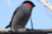 ウソの写真4｜腹の羽毛に若干紅色が混じっています。