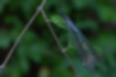 ウスバカゲロウの写真1｜黒褐色の体に透明の翅を持ちます。