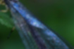 ウスバカゲロウの写真2｜翅は光が当たると美しく反射します。