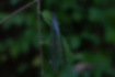 ウスバカゲロウの写真4｜葉にとまっているところです。