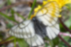 ウスバシロチョウの写真｜「翅が透けていて花の色が見えています。」