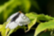 ウスバシロチョウの写真2｜翅を広げてとまっています。