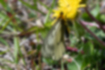 ウスバシロチョウの写真3｜花で吸蜜しています。