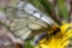 ウスバシロチョウの写真4｜胴体は黒く、オレンジの毛が生えています。