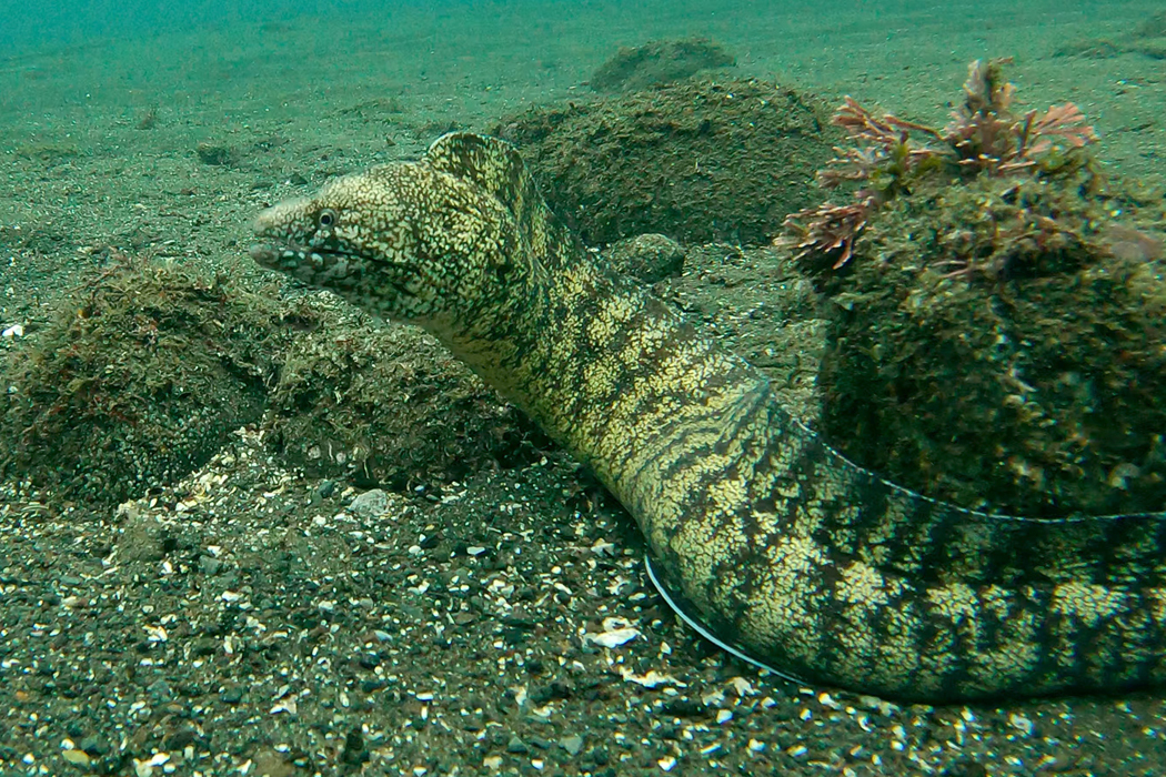 ウツボの特徴 分布 生態 写真をご紹介します 目に見えるいきもの図鑑