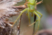 ワカバグモの写真1｜全身が薄緑色です。